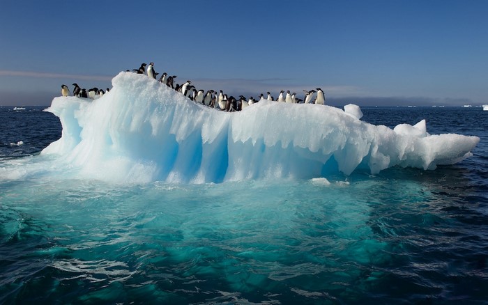 Penguins on an iceberg in the ocean