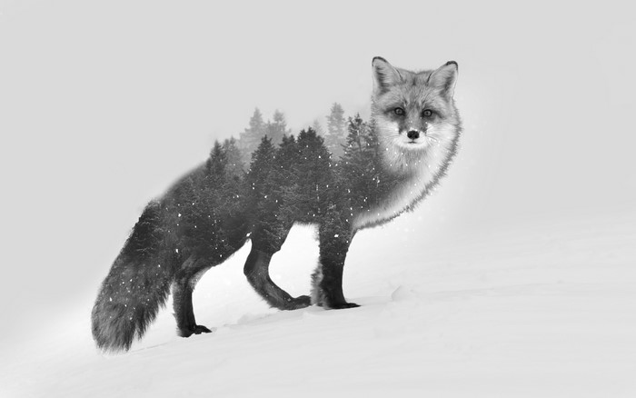 Black and White Double Exposure Fox