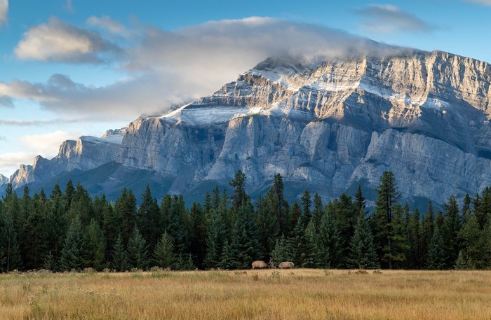 Elk in Banff National Park, Alberta, Canada