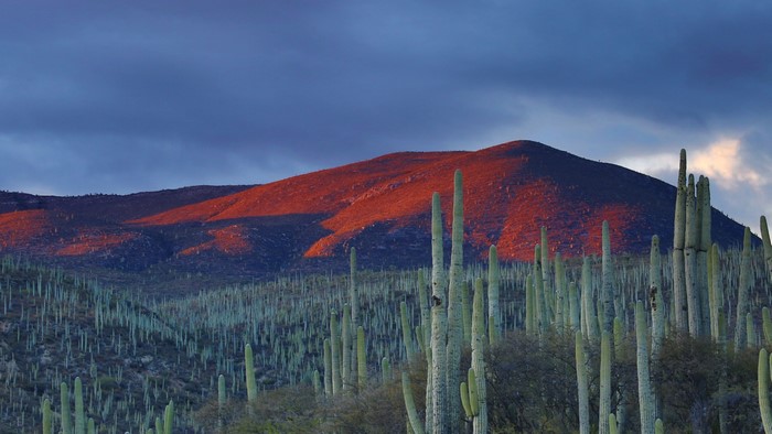 Cactus field on a mountain at sunset