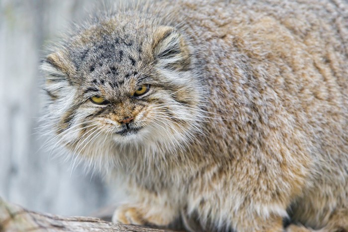 Close-up of a Pallas's cat with yellow eyes