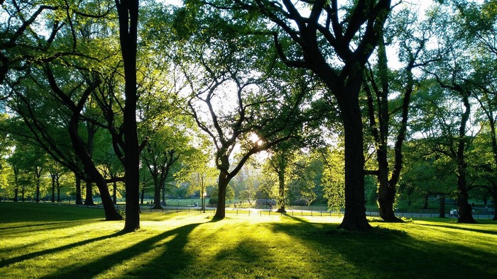 Sunlight filtering through trees in a park