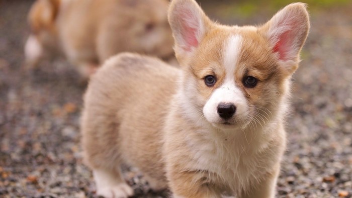 Two corgi puppies on a gravel path