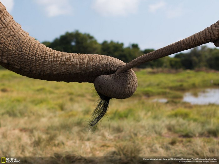 Elephants' trunks intertwined in grassy field