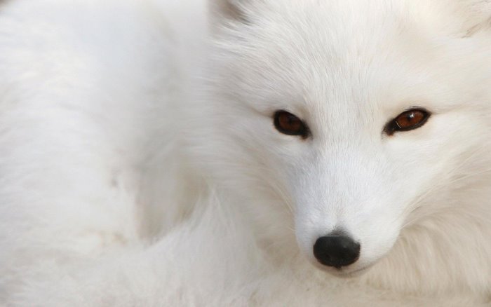 Close-up of an Arctic fox's face
