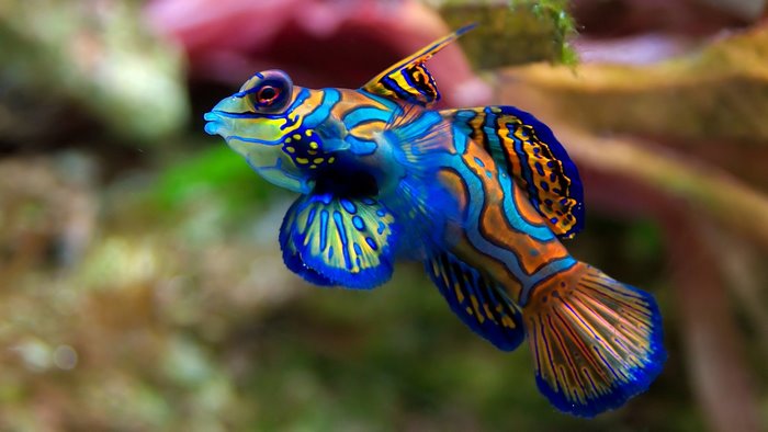 Colorful Mandarin Fish Underwater