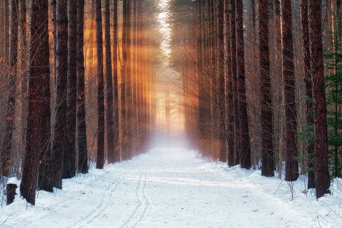 Snowy forest path with sunbeams