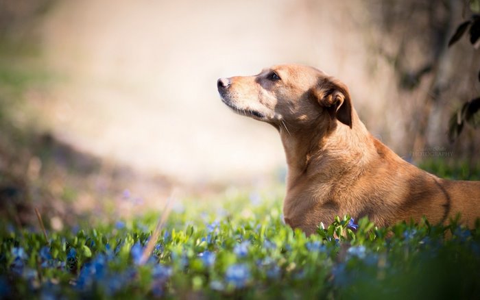 Brown dog sitting in blue flowers