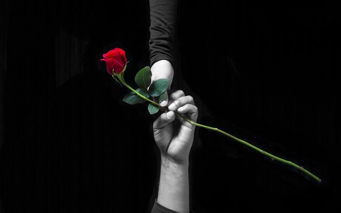Hands exchanging a red rose