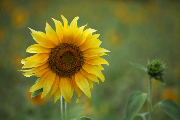 Close-up of a bright yellow sunflower in a field