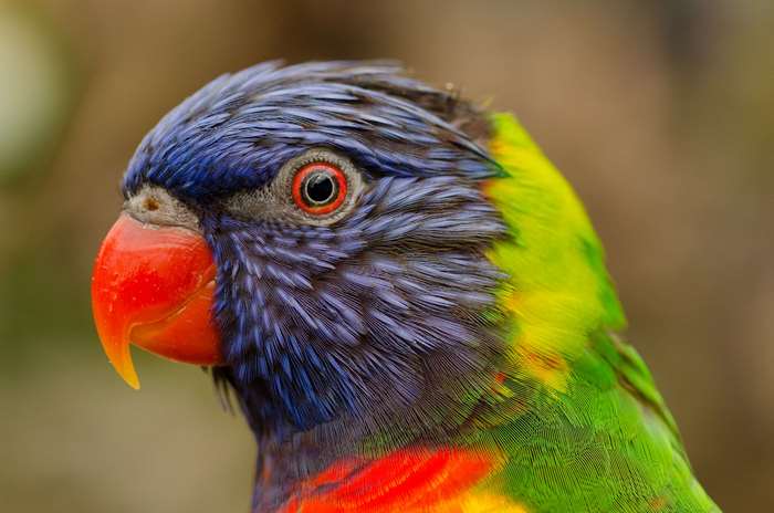 Close-up of a colorful rainbow lorikeet parrot