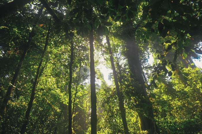 Sunlight filtering through a dense forest canopy