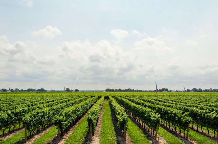 Vineyard with rows of grapes under a cloudy sky