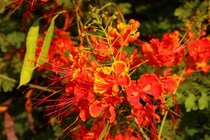 Red and orange Caesalpinia pulcherrima flowers