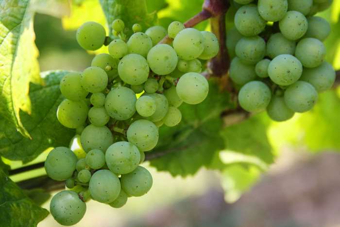 Green grapes on a grapevine