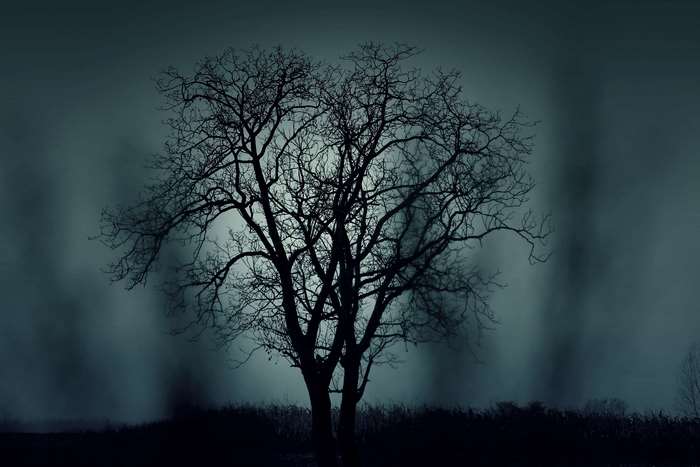 Silhouette of a bare tree in dark, foggy atmosphere