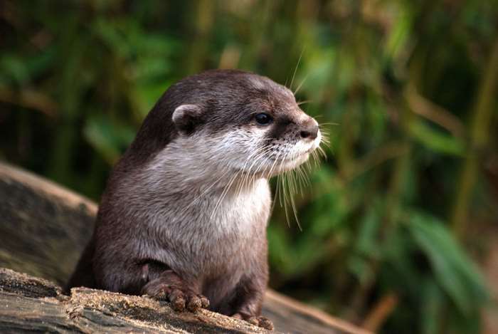 Close up of an otter with whiskers
