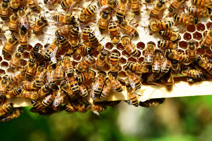 Close up of honey bees on a honeycomb