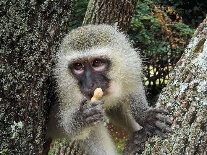 Vervet monkey eating a peanut on a tree