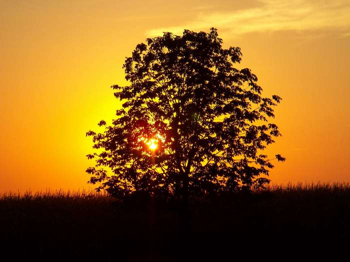 Silhouette of a tree against a golden sunset
