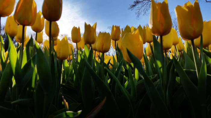 Yellow tulips in Istanbul, Turkey 4K