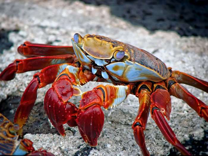 Sally Lightfoot Crab on Galapagos Islands