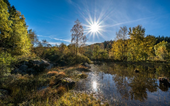 Autumn forest with sun and pond reflection