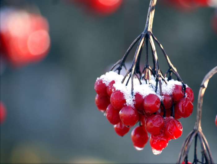 Red berries covered in snow on branches
