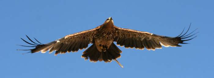 Eagle in flight against a blue sky