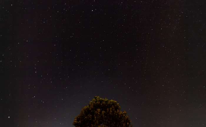 Starry night sky above a tree 4K
