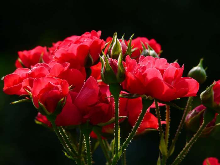 Close up of red rose blooms and buds