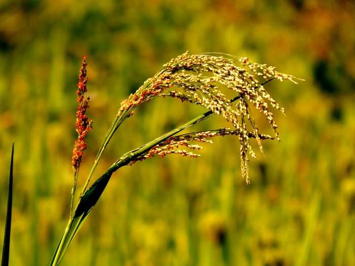 Close-up of rice stalks in a field