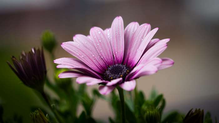 Pink daisy with water drops and buds