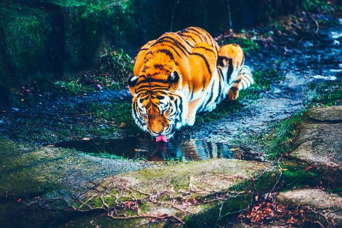 Tiger drinking water from a puddle in a forest