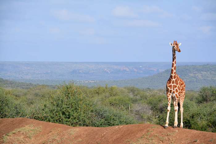 Giraffe in the African Savannah