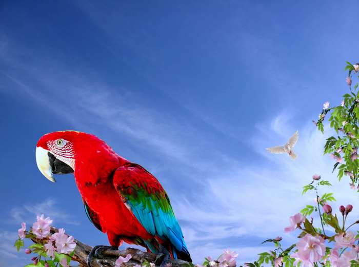Red parrot on a branch with flowers and a dove in the sky