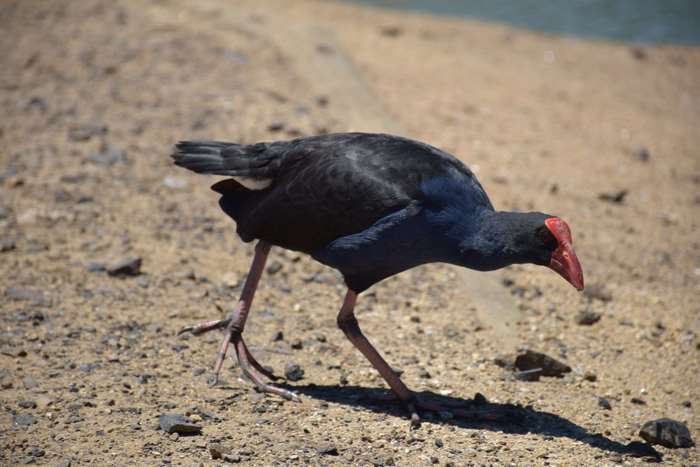 Purple Swamphen bird on sandy ground