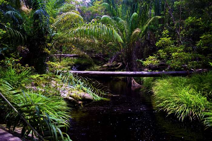 Borneo jungle stream 4K