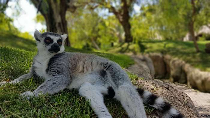 Ring-tailed Lemur relaxing in a zoo