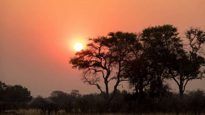 Sunset over African savanna with trees
