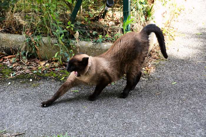 Siamese Cat Stretching Outdoors