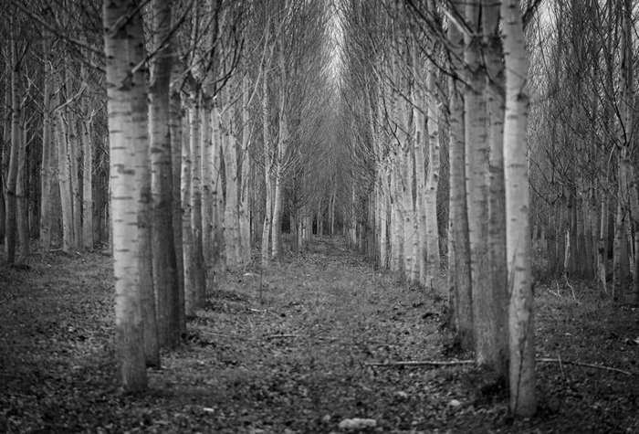 Black and white forest tunnel of trees 4K