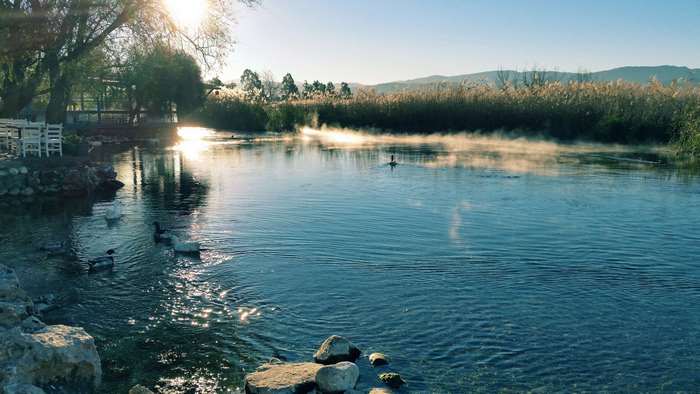 Misty river with ducks and reeds