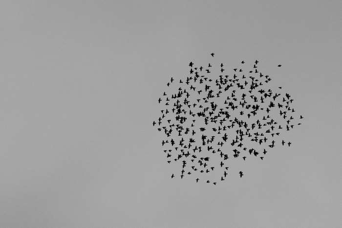 Flock of starlings flying in black and white 4K