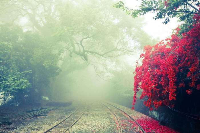 Railroad tracks in a foggy forest with red flowers