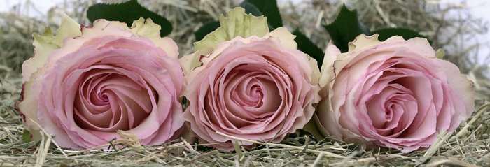 Three pink roses on hay