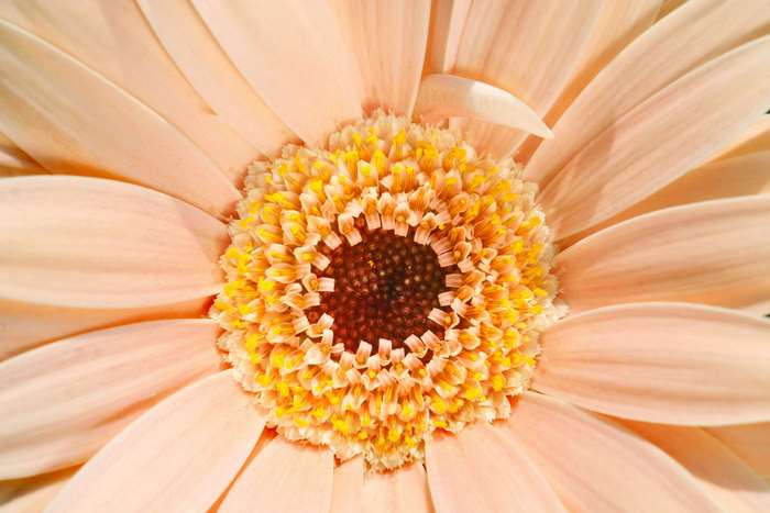 Close up of a pale peach Gerbera daisy flower