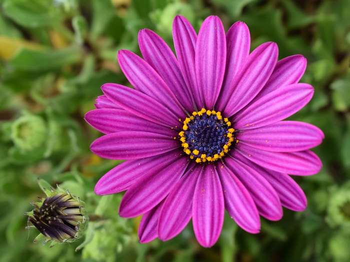Purple African Daisy with Bud