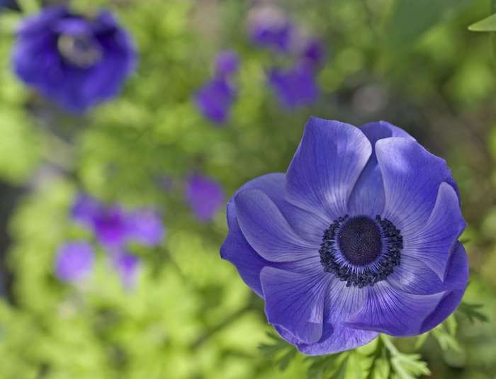 Close-up of a blue anemone flower with blurred background