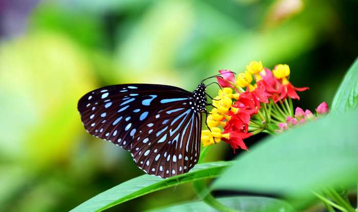 Blue Tiger Butterfly on Colorful Flowers 4K
